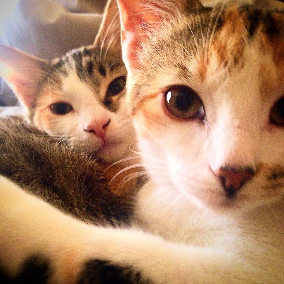 Selfie, in Arabia vietati quelli ai gatti Selfie, in Arabia vietati quelli ai gatti