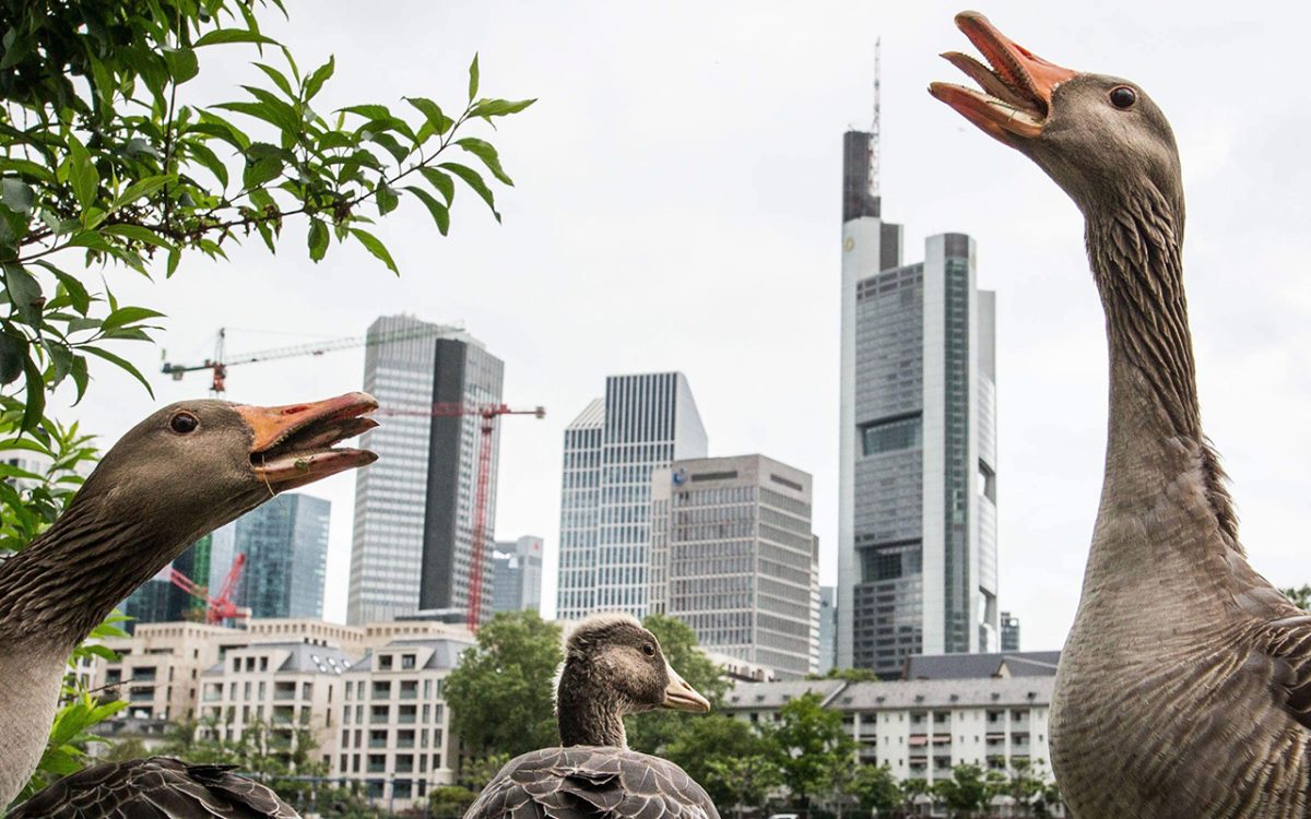 Galleria foto 'Le foto più belle della settimana – 21/27 maggio' - foto 12