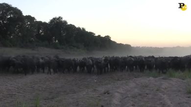 Litigio tra leoni fa scappare la preda