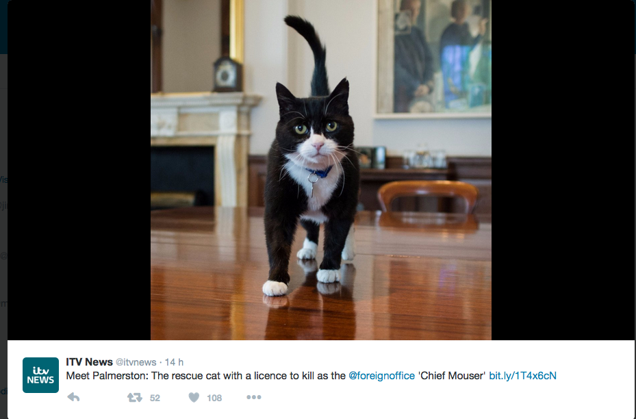 Il gatto Palmerston è una spia dell’UE? Il gatto Palmerston è una spia dell’UE?