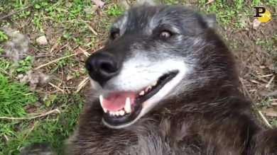 Cane lupo:  docile come un animale domestico