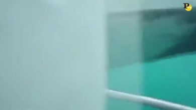 L’attacco dello squalo bianco