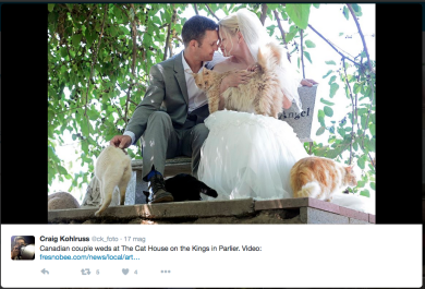 Si sposano in un gattile: 1.100 mici sono i testimoni