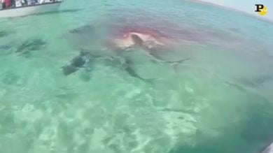 Balena divorata da 70 squali