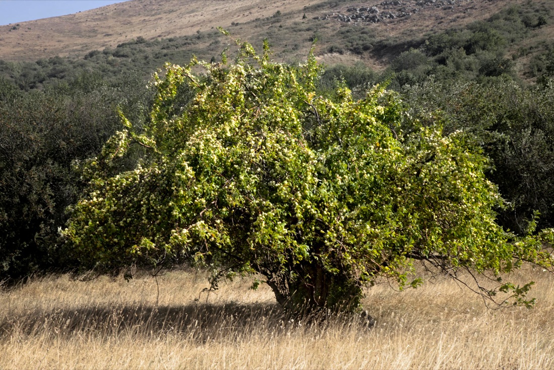 I meli selvatici del Tien Shan