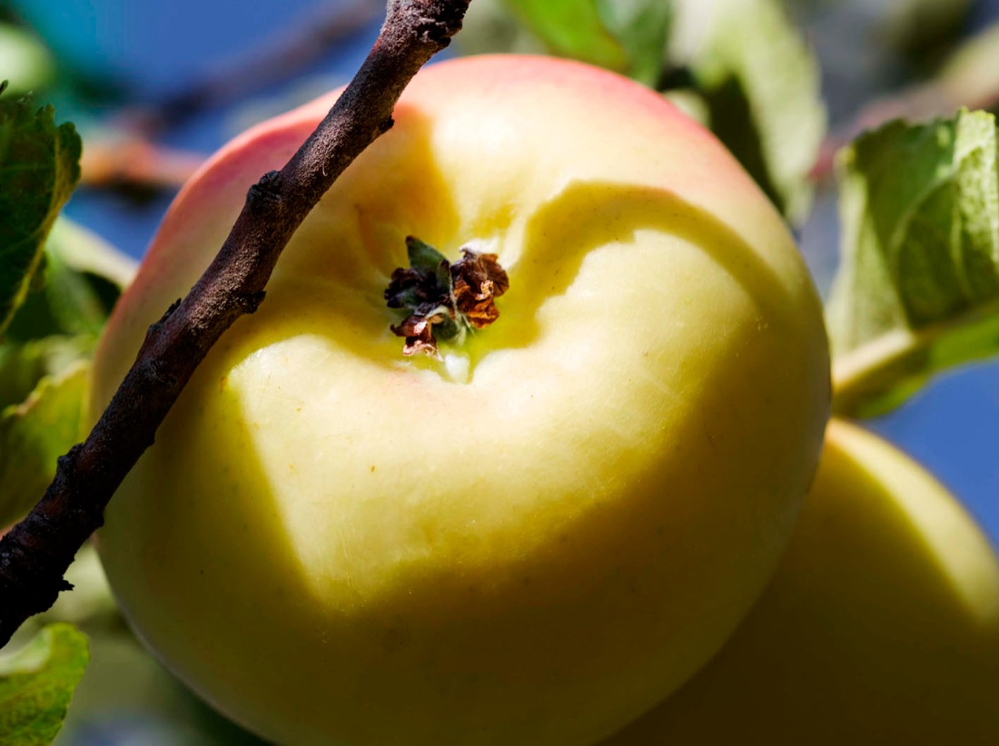 I meli selvatici del Tien Shan