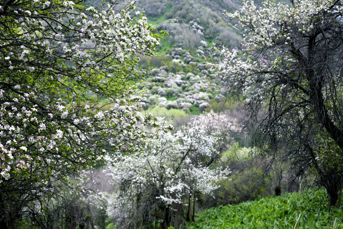 I meli selvatici del Tien Shan