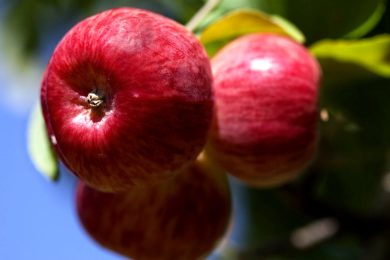 I meli selvatici del Tien Shan