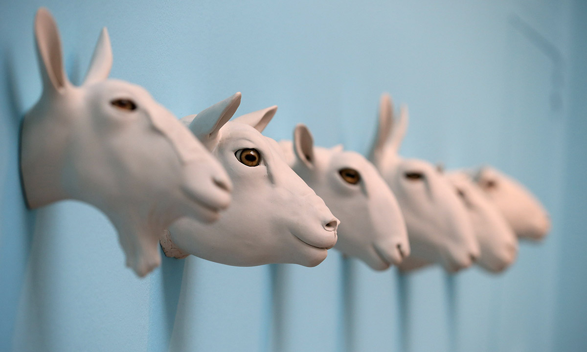 Il Pecora Day celebra Dolly: vent’anni, e non sentirli