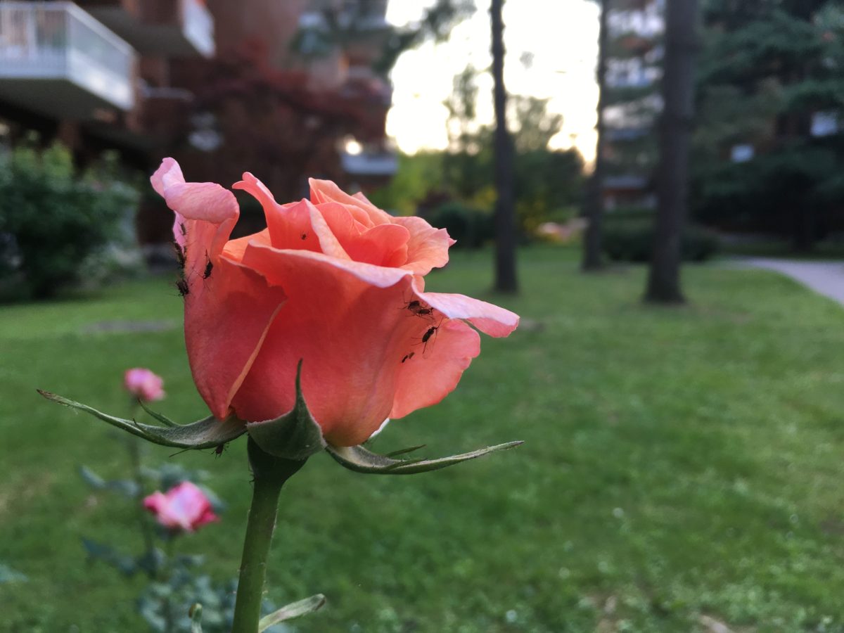 Galleria foto 'Apple iPhone SE, la recensione' - foto 5
