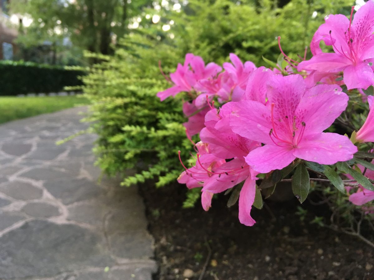 Galleria foto 'Apple iPhone SE, la recensione' - foto 6