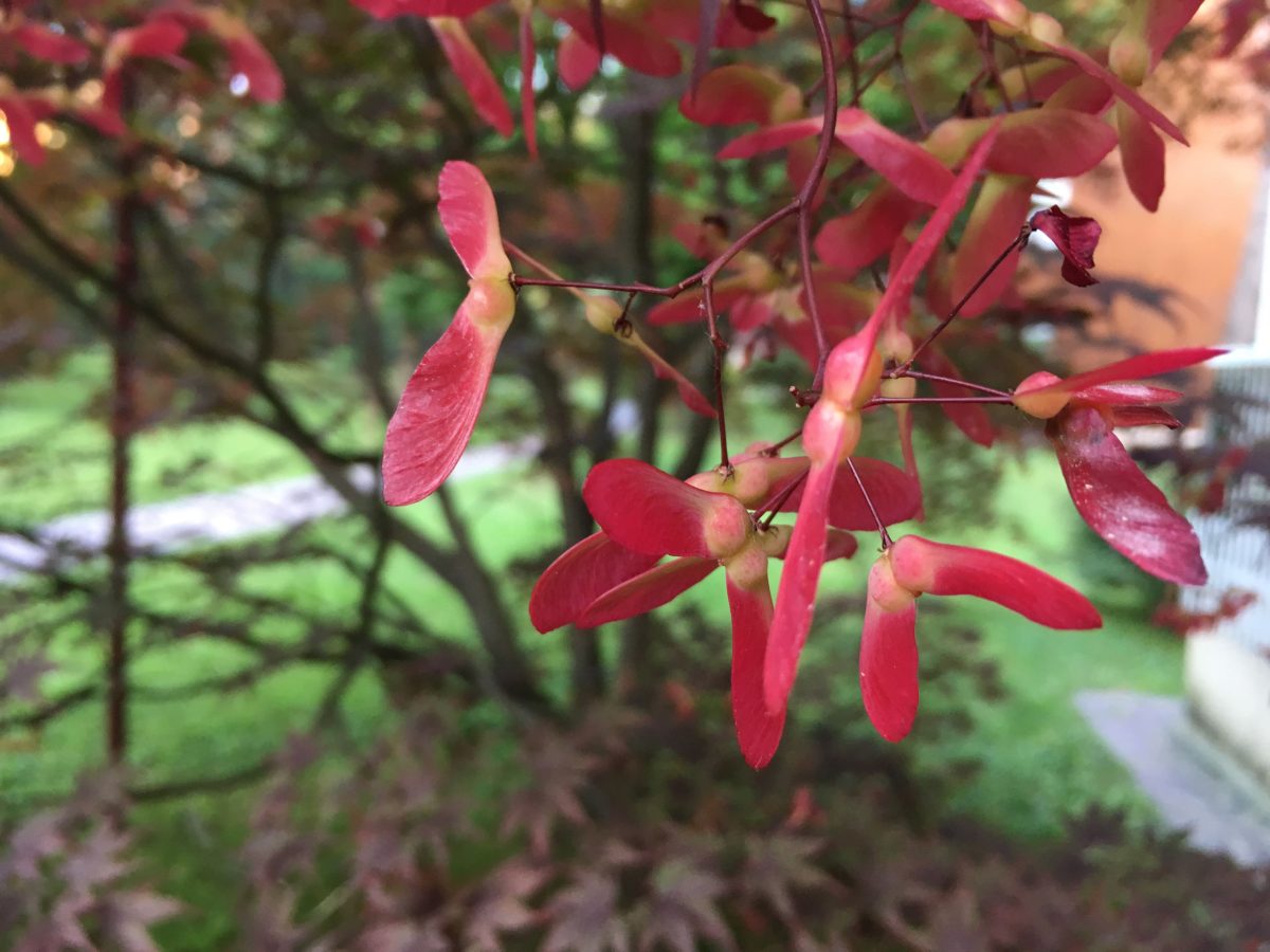 Galleria foto 'Apple iPhone SE, la recensione' - foto 7