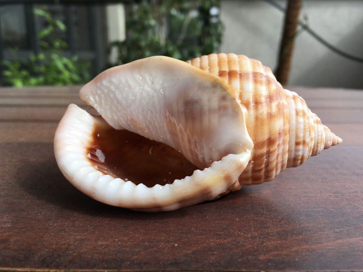 Galleria foto 'Apple iPhone SE, la recensione' - foto 9