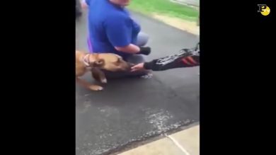 Il cane rivede il padrone dopo due anni