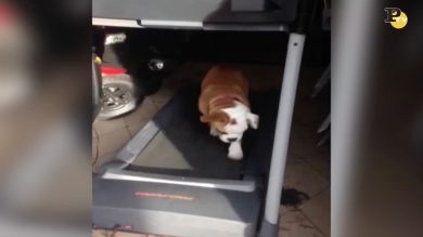 Un bulldog attento alla linea