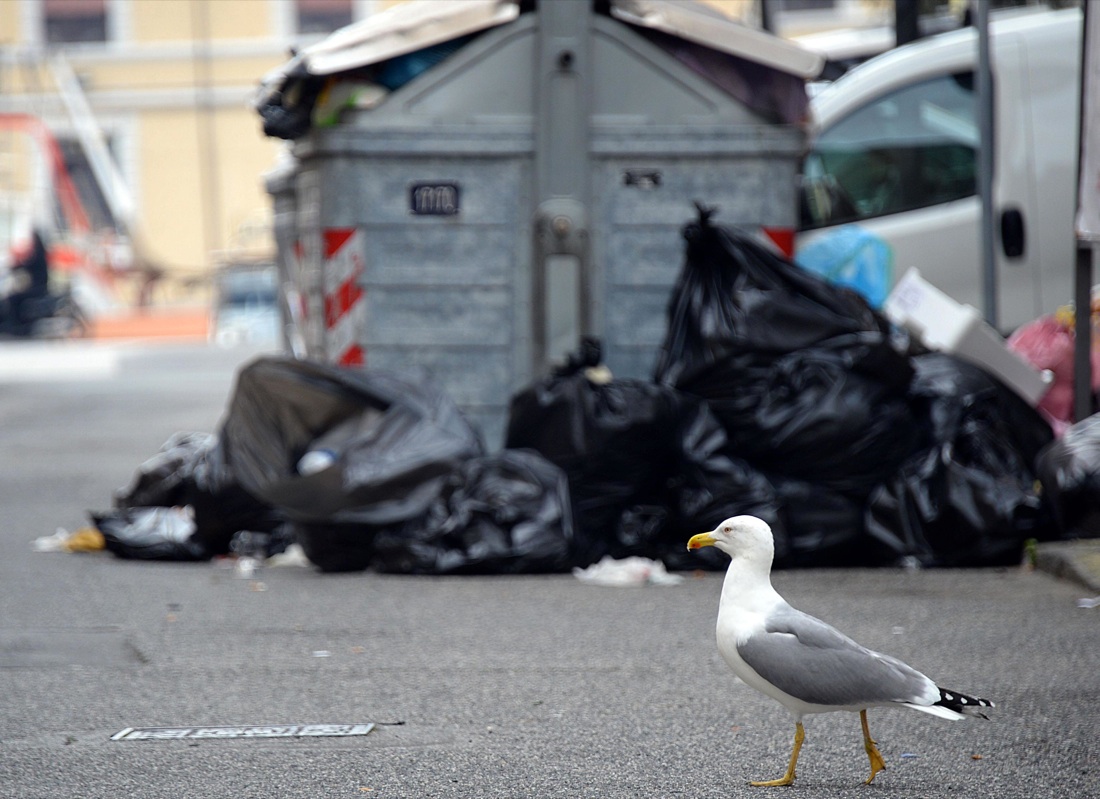 Livorno, polvere di cinque stelle
