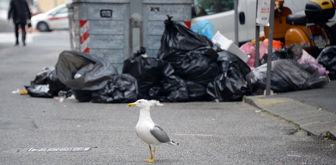 Livorno, polvere di cinque stelle