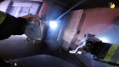 Gattini salvati da un incendio