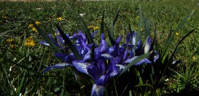 Discovering Florence’s hidden (green) jewels