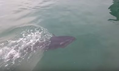 Tonno mangia gabbiano, poi lo sputa