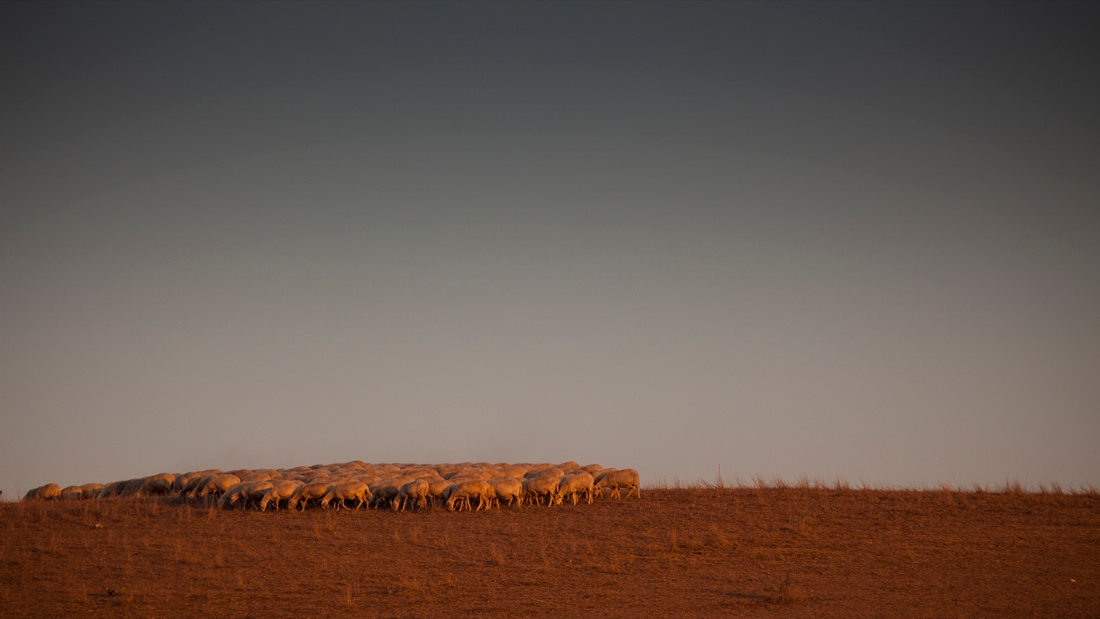 Nicola Ughi. Sedicinoni