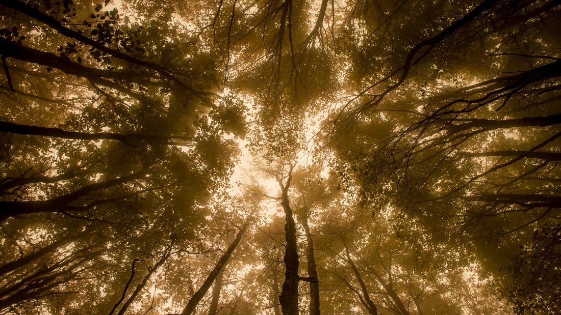 Nicola Ughi. Sedicinoni