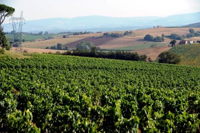 VineRobot: the new way of managing vineyards