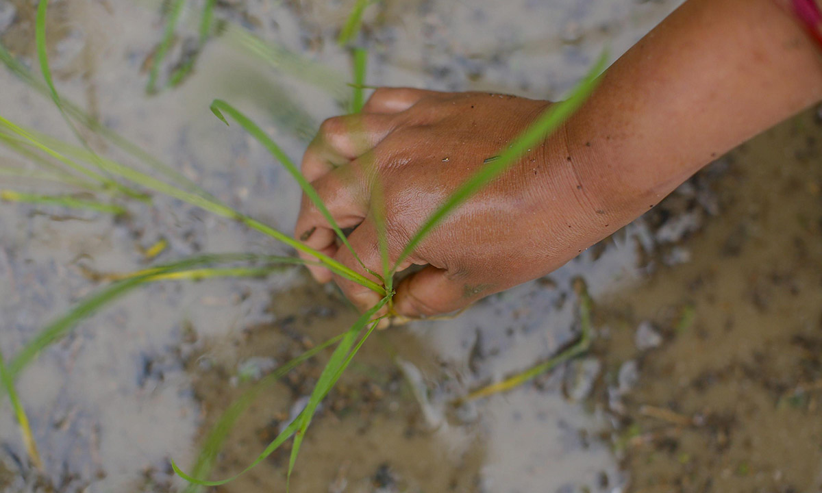 Nepal, giochi nel fango per la festa della risaia Nepal, giochi nel fango per la festa della risaia