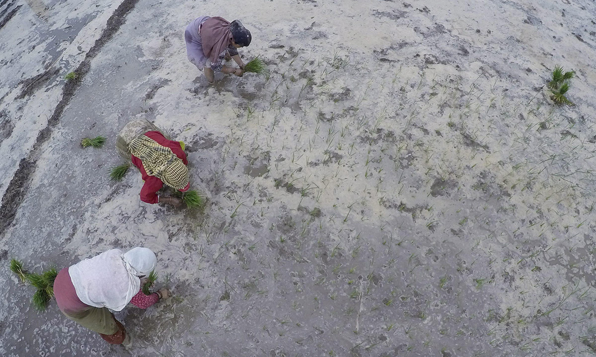 Nepal, giochi nel fango per la festa della risaia Nepal, giochi nel fango per la festa della risaia