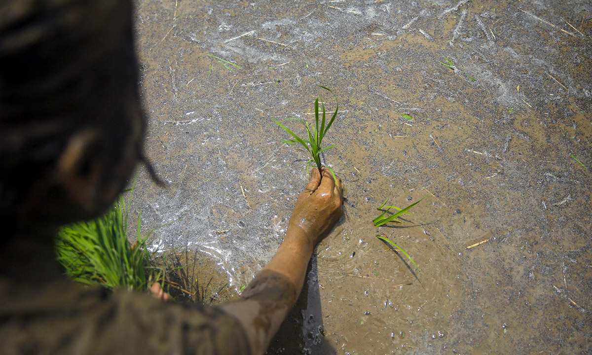 Nepal, giochi nel fango per la festa della risaia Nepal, giochi nel fango per la festa della risaia