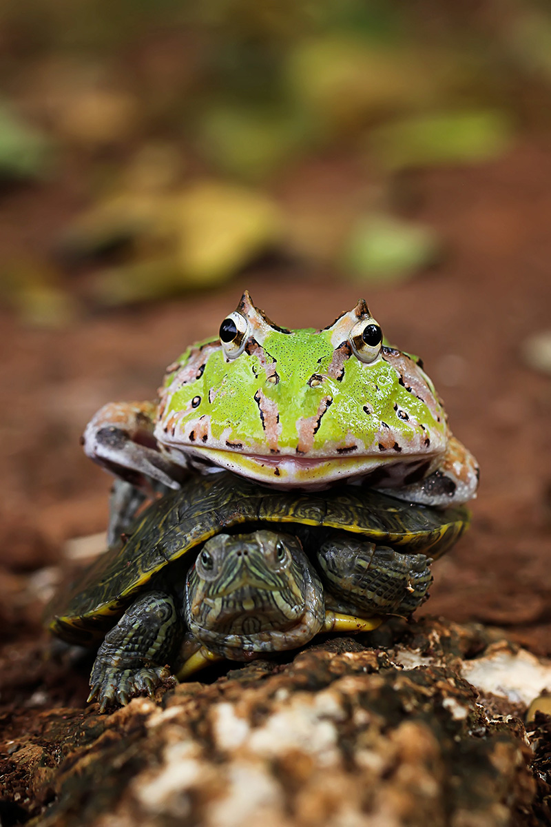 Una rana cornuta a bordo di una tartaruga Una rana cornuta a bordo di una tartaruga