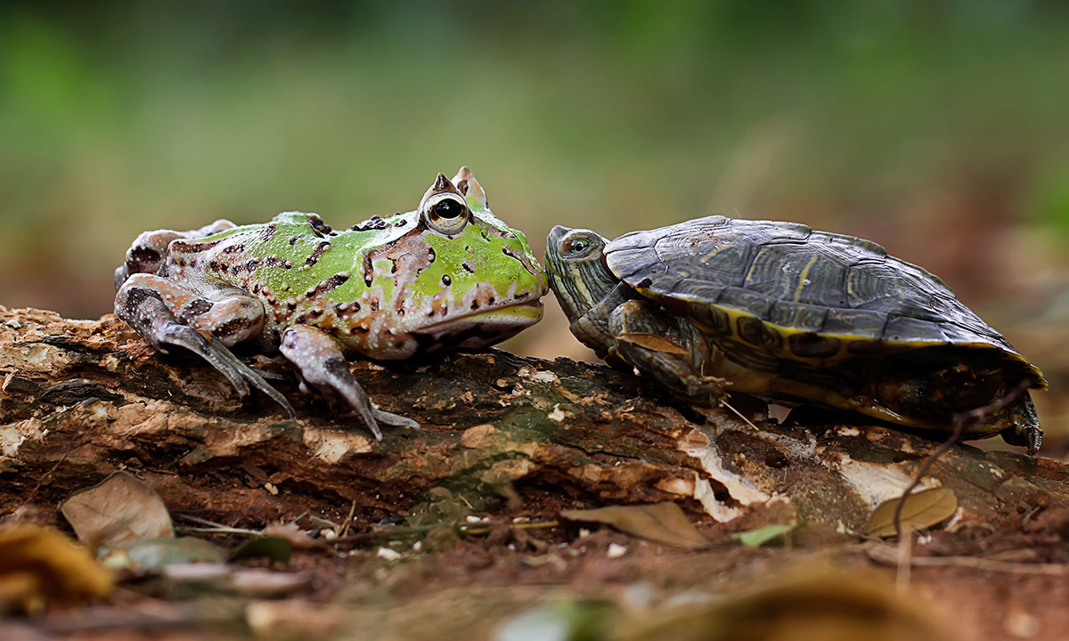 Una rana cornuta a bordo di una tartaruga Una rana cornuta a bordo di una tartaruga