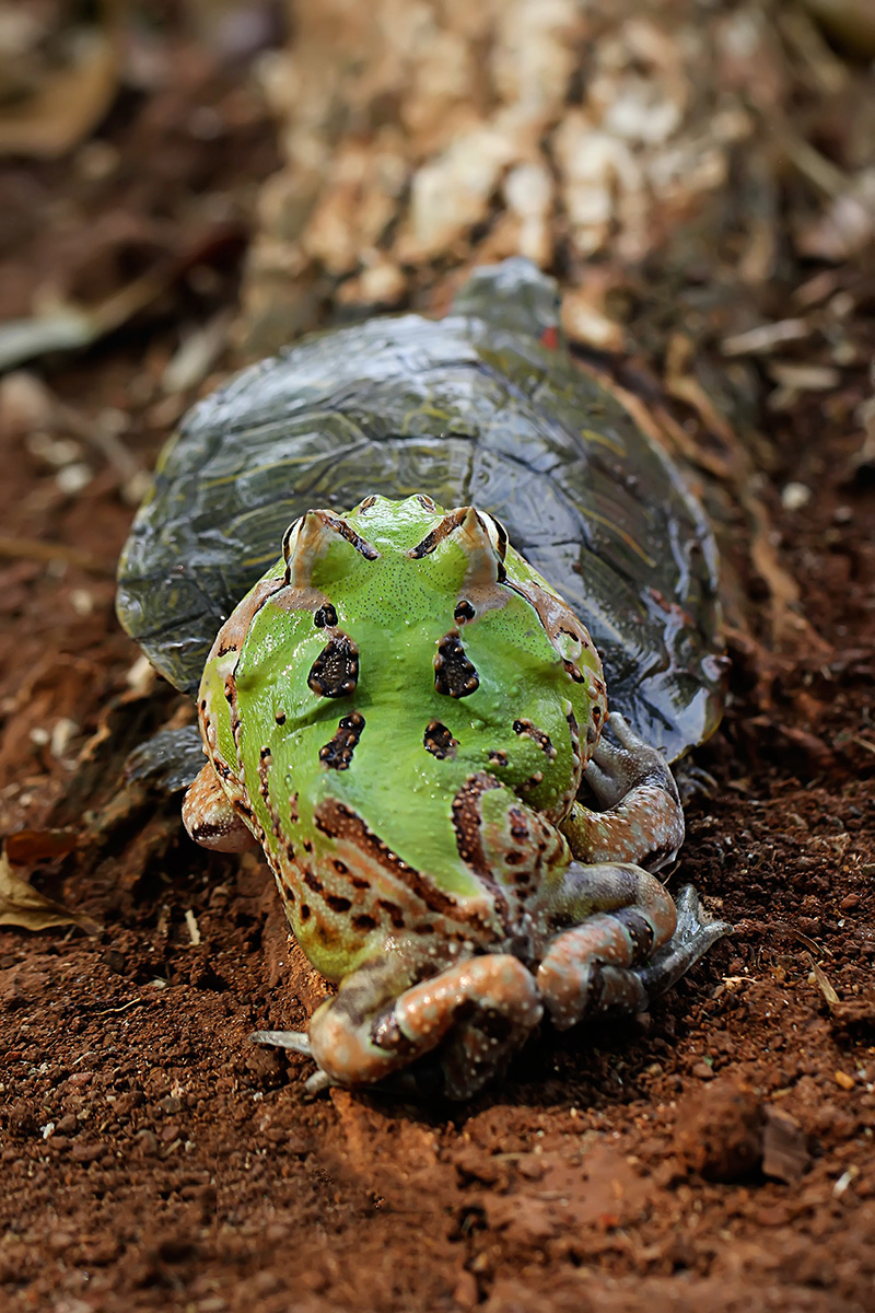 Una rana cornuta a bordo di una tartaruga Una rana cornuta a bordo di una tartaruga