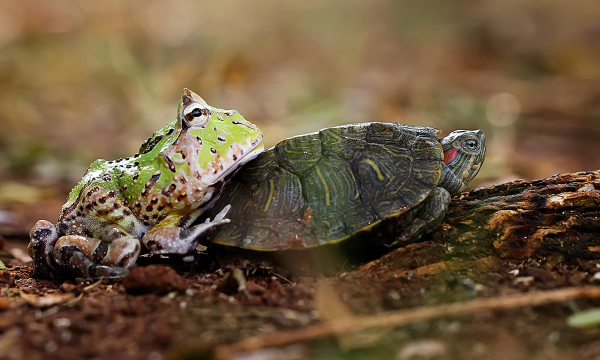 Una rana cornuta a bordo di una tartaruga Una rana cornuta a bordo di una tartaruga