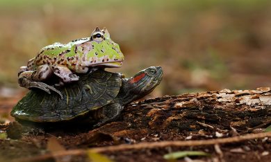 Una rana cornuta a bordo di una tartaruga