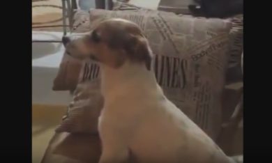 Cosa succede se un cane guarda un film horror?