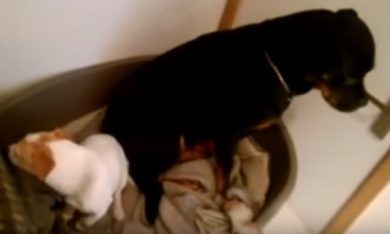 Come puoi rimproverare due cani così?