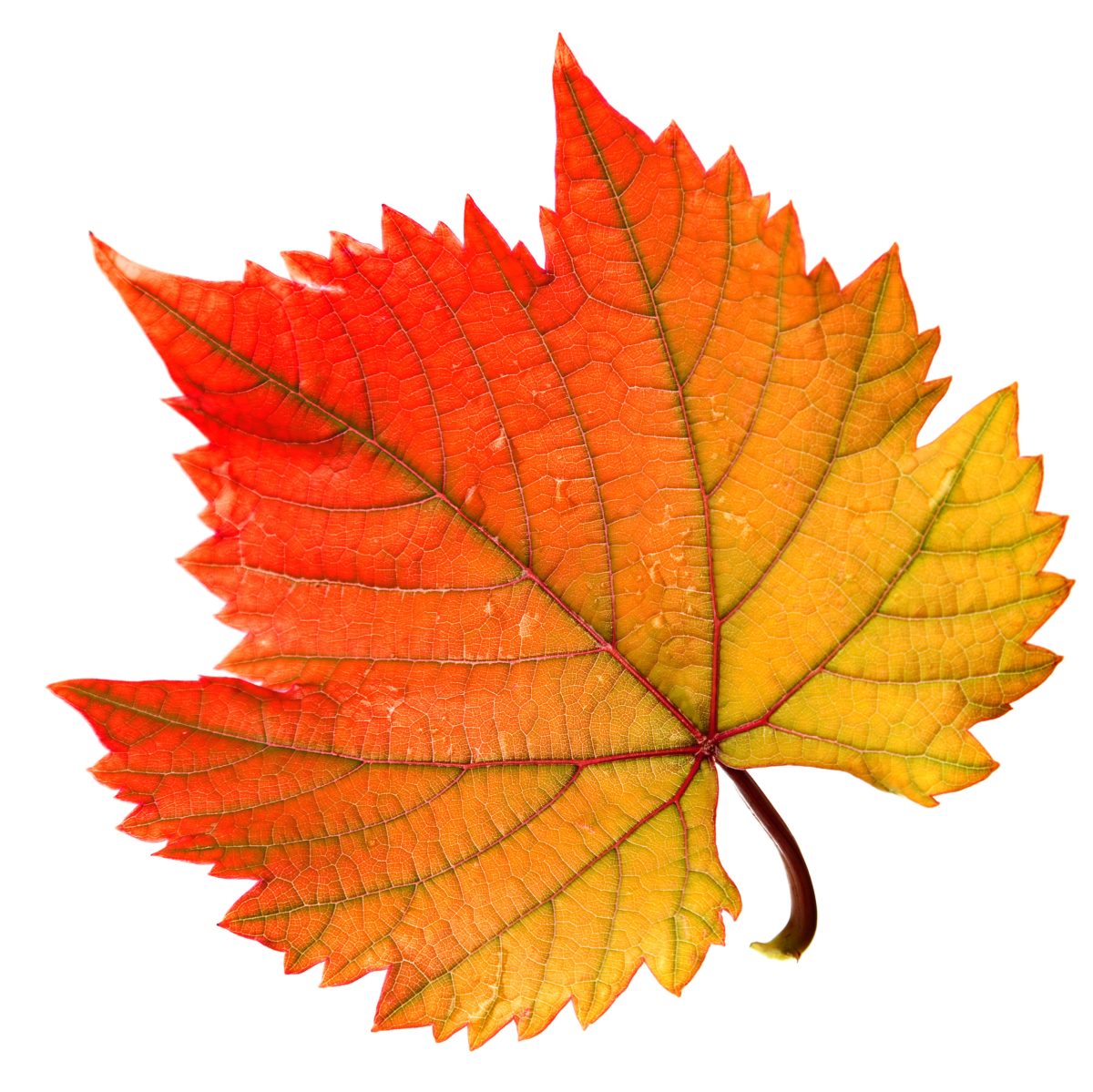 Galleria foto 'Qual è il colore più brutto del mondo?' - foto 5