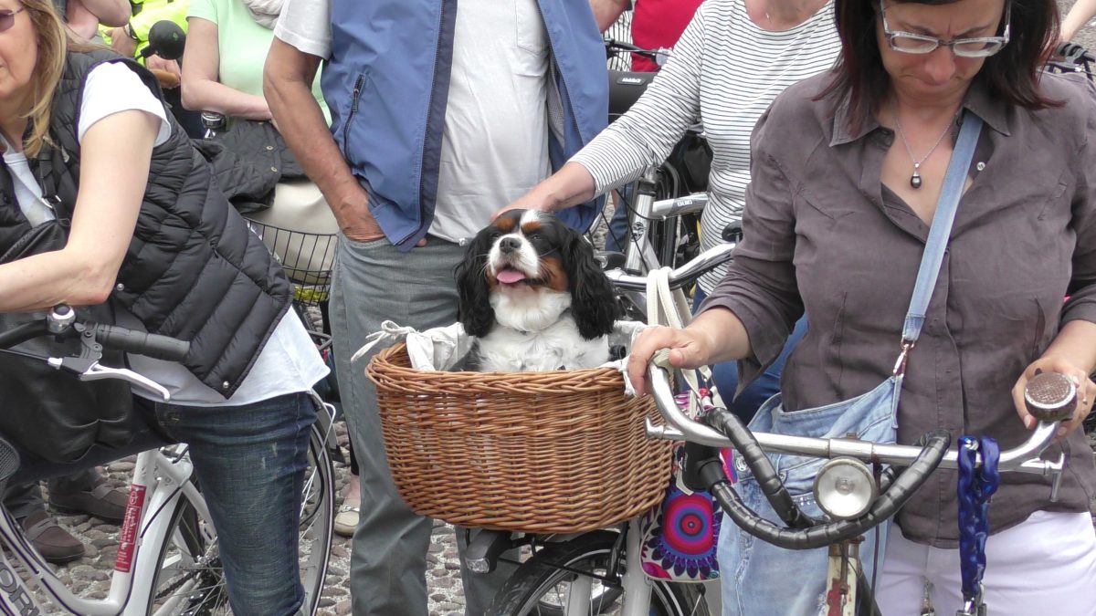 Il bike tour alla scoperta di Padova Il bike tour alla scoperta di Padova