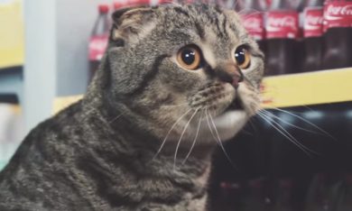 Gatti al supermercato, divertimento assicurato