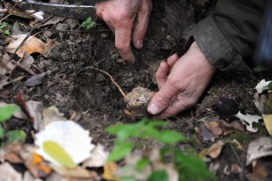 Canberra and Truffles