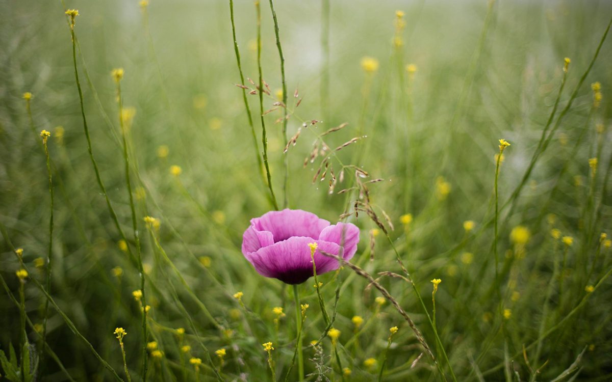 Galleria foto 'Le foto più belle della settimana – 28 maggio/3 giugno' - foto 11