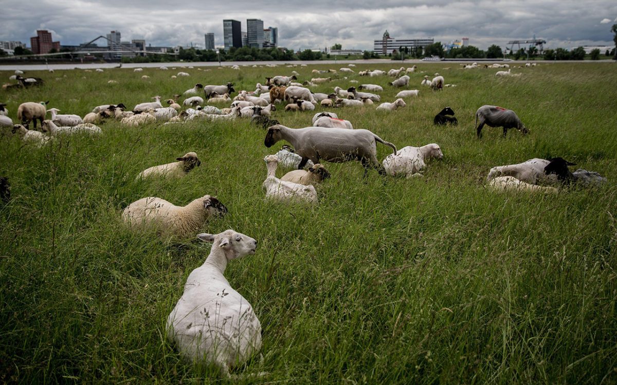 Galleria foto 'Le foto più belle della settimana – 28 maggio/3 giugno' - foto 2
