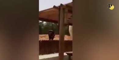 Elefante uccide bambina con un sasso – Video