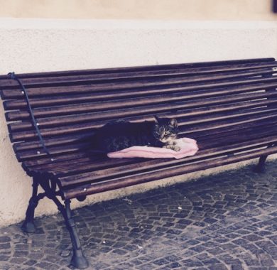 Un gatto al guinzaglio