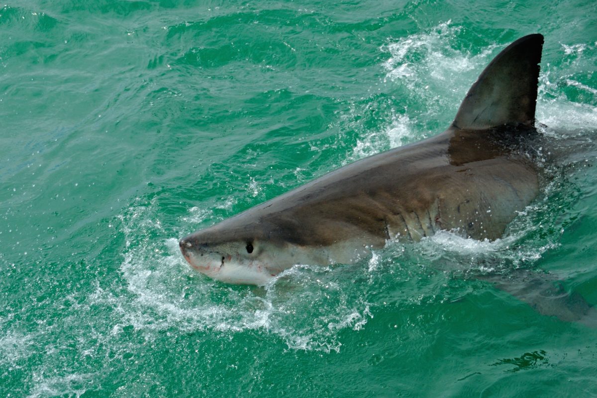 Galleria foto 'I 10 (+2) viaggi estremi nel mondo' - foto 9