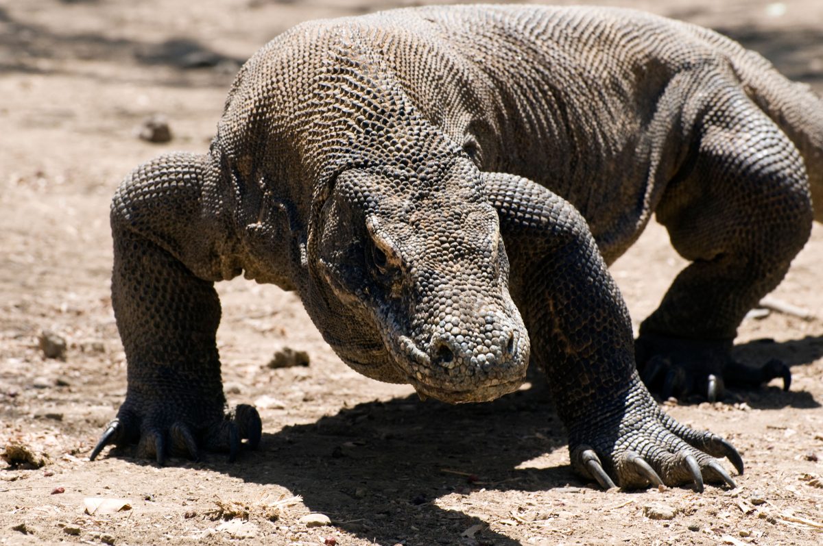 Galleria foto 'I 10 (+2) viaggi estremi nel mondo' - foto 3