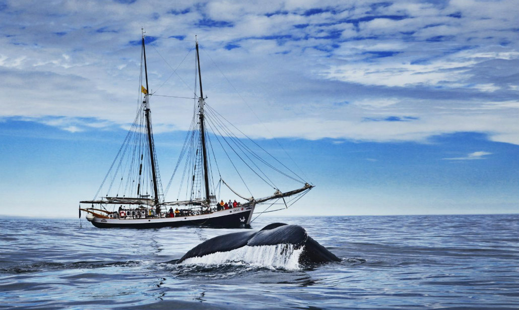 I migliori siti per prenotare una vacanza in barca