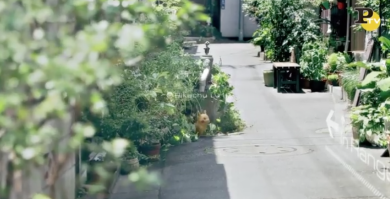 Pokemon Go cos’è e come funziona | video