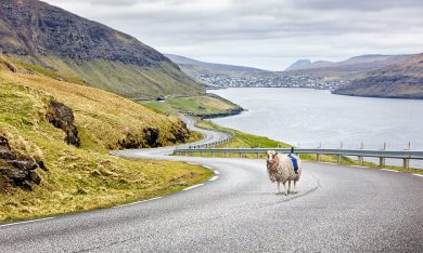 Esperimento “Sheep View” sulle Isole Faroe